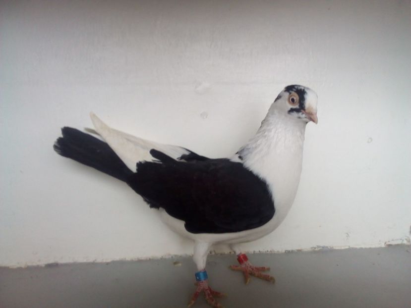  - PORUMBEI CARE MI AU APARTINUT