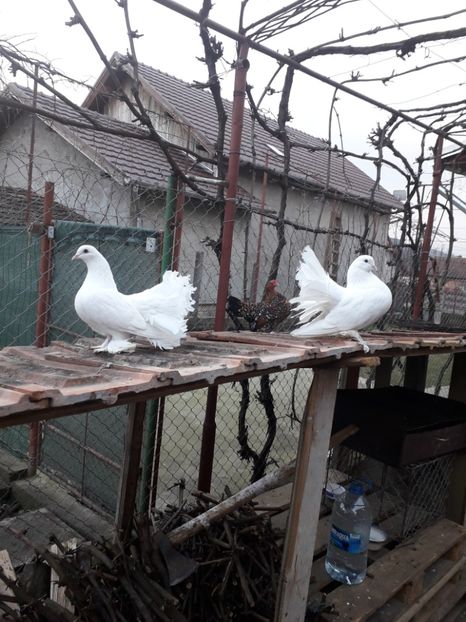  - VOLTATI MAGHIARI 2019