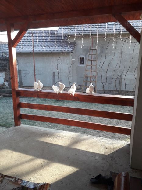  - VOLTATI MAGHIARI 2019