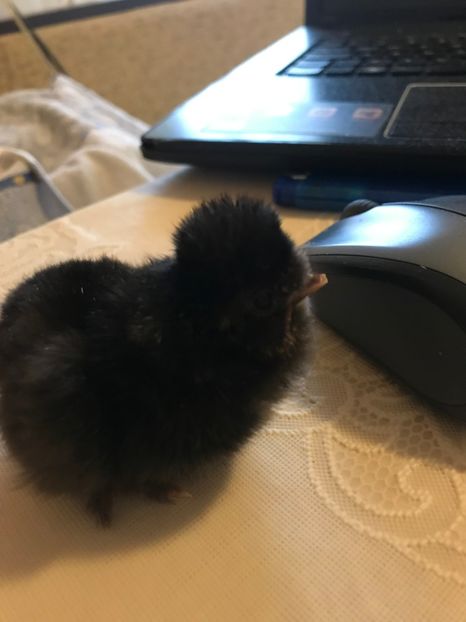 motat barbos - pui 2019 seria 1