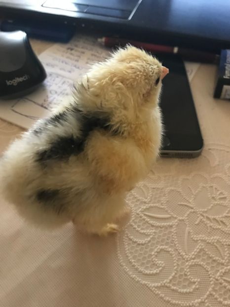 cochin bobat - pui 2019 seria 1