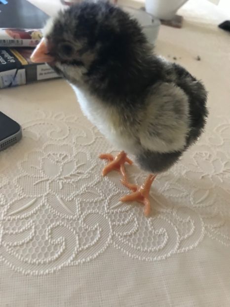 degetel - pui 2019 seria 1