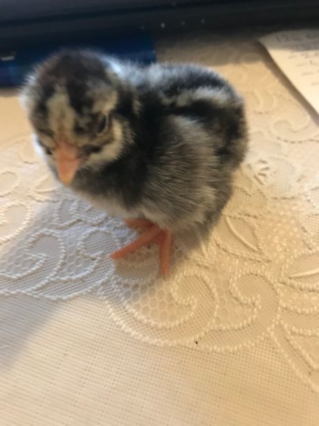 wyandotte argintiu - pui 2019 seria 1