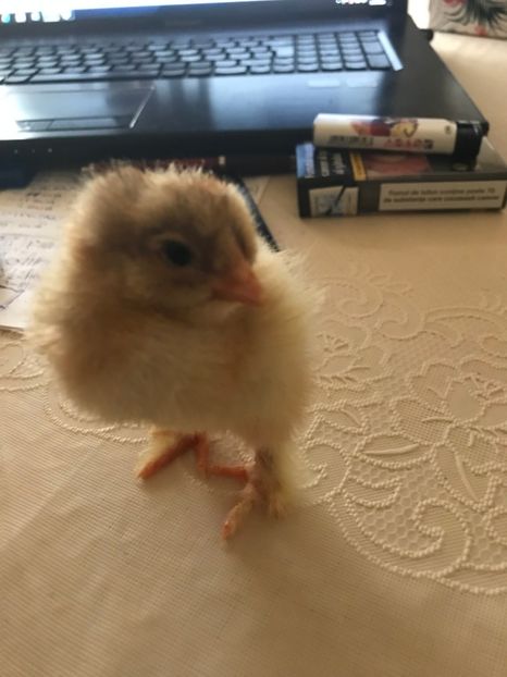 brahma potarnichiu pe albastru - pui 2019 seria 1