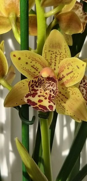  - Cymbidium