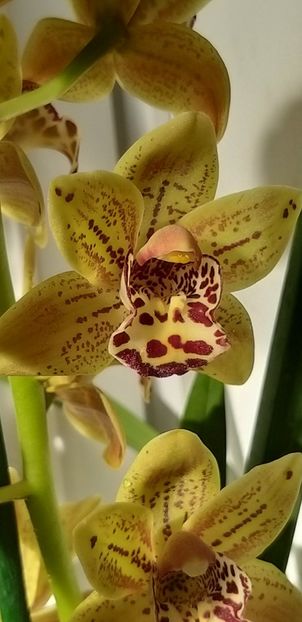  - Cymbidium