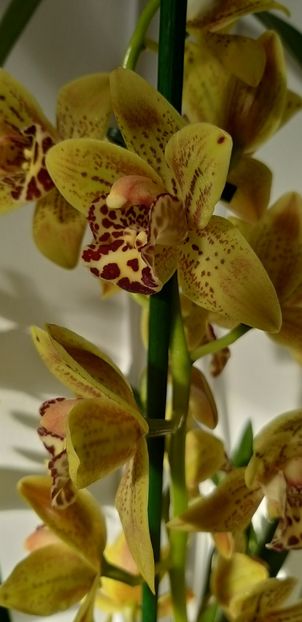  - Cymbidium