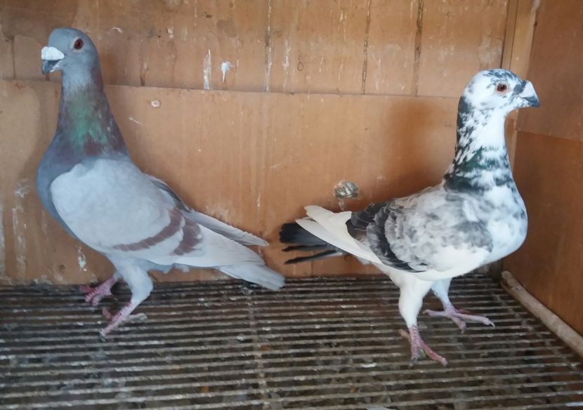 20190216_103604-1 - VOIAJOR DE FRUMUSETE SAU STIL VECHI