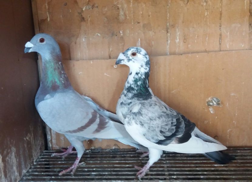 20190216_103549-1 - VOIAJOR DE FRUMUSETE SAU STIL VECHI