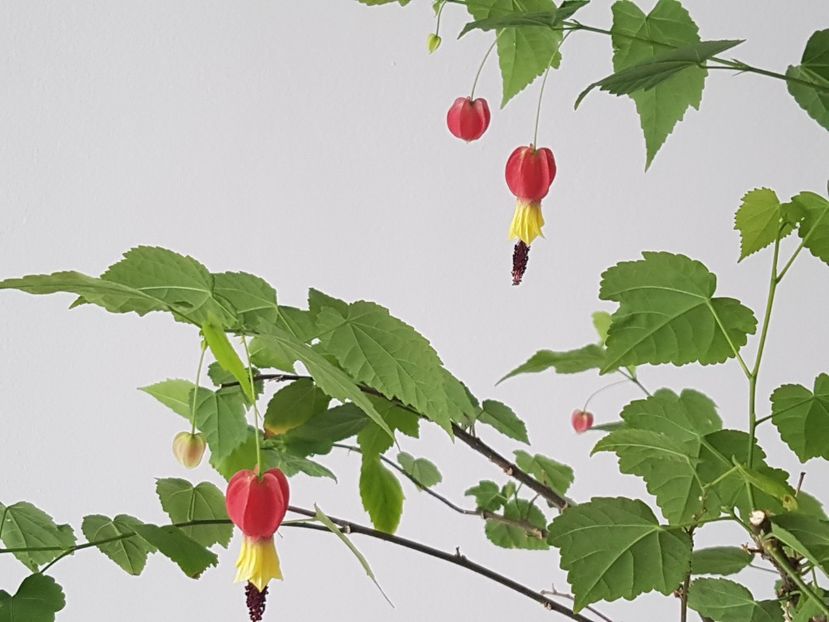  - Abutilon