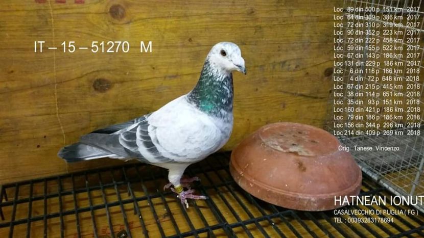 M.  per. 22 - A1 PERECHI MATCA pentru 2019