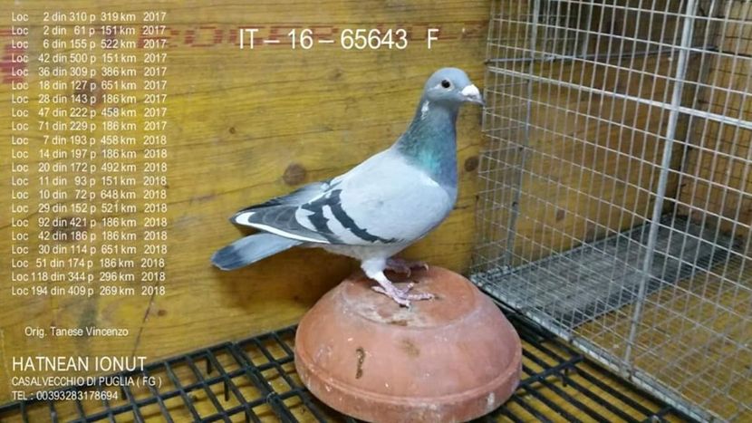 F.  per. 22 - A1 PERECHI MATCA pentru 2019