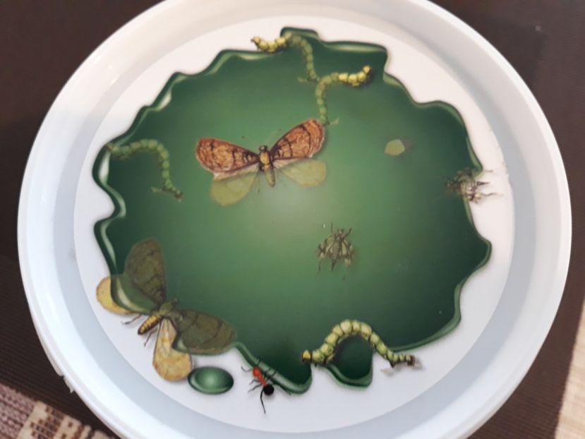  - 9--SCULE PENTRU GRADINA MEA