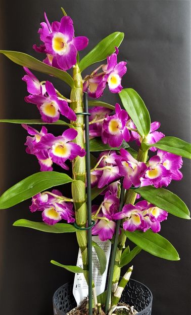  - Dendrobium nobile