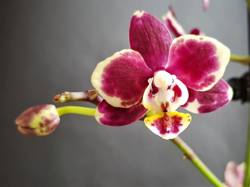  - Phalaenopsis 1