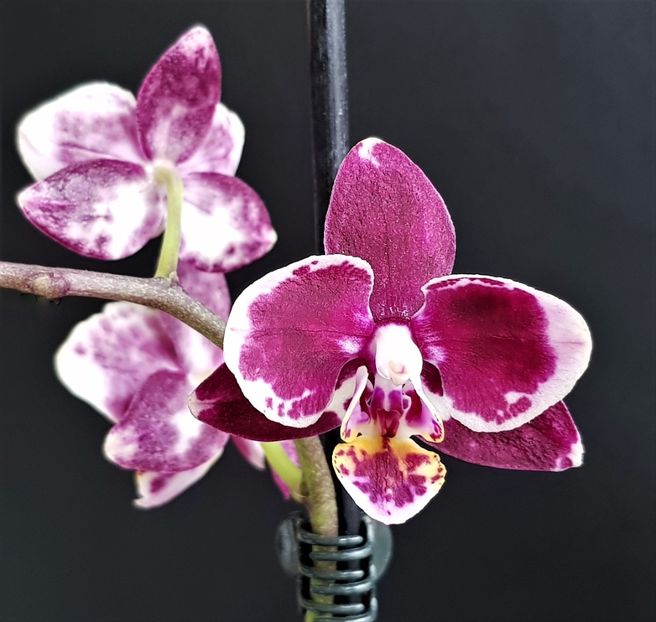  - Phalaenopsis 1