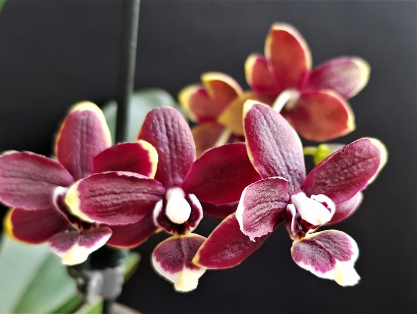  - Phalaenopsis 1