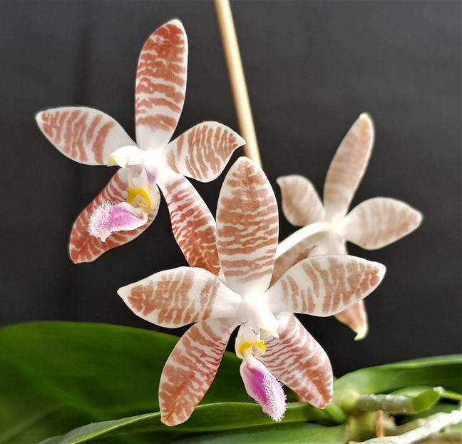  - Phalaenopsis 1