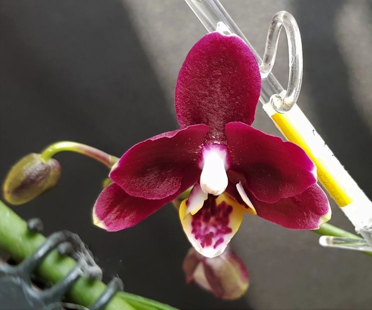  - Phalaenopsis 1