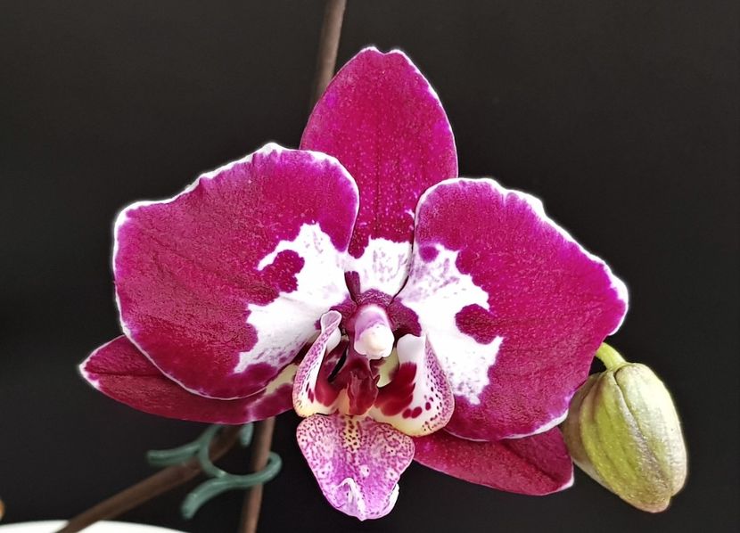 - Phalaenopsis 1