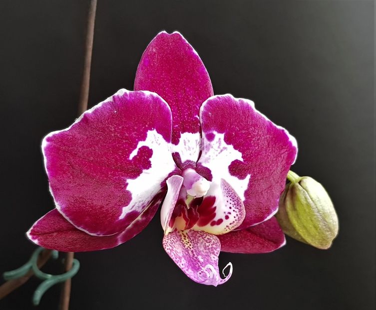  - Phalaenopsis 1