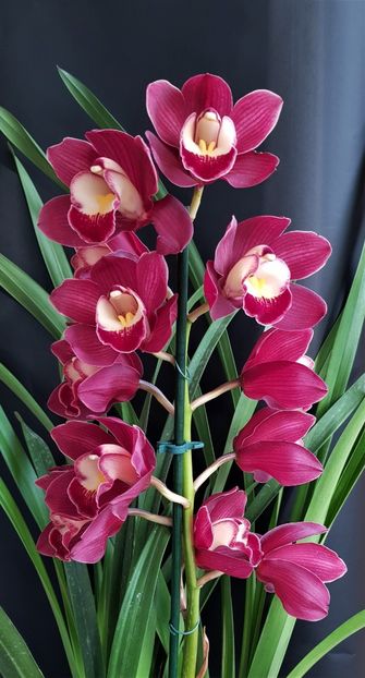  - Cymbidium