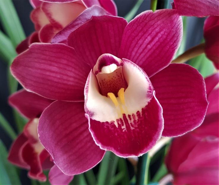 - Cymbidium