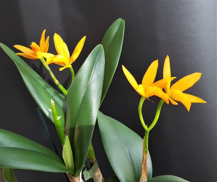 Aurantica x Laelia - Cattleya
