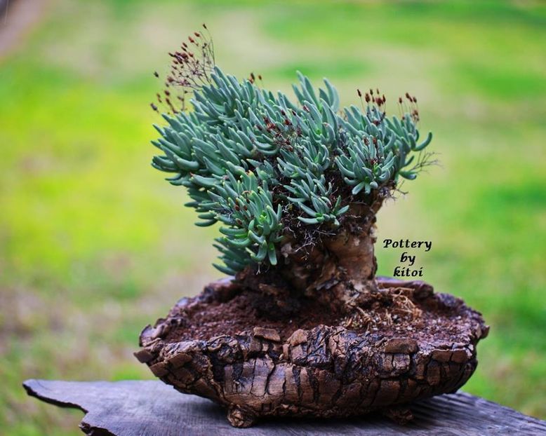 Kitoi: Tylecodon reticulata - Vase - aranjamente - accesorii