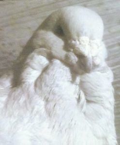  - - A - A - LUPUL DACIC