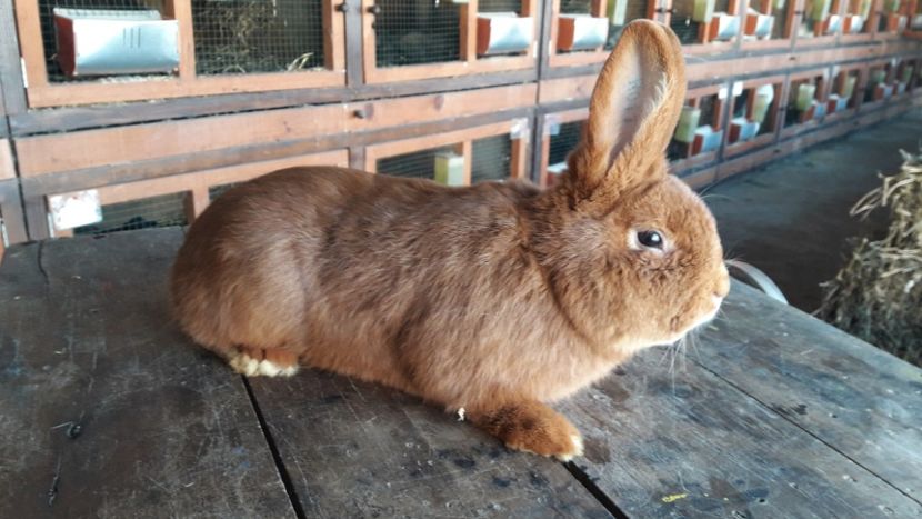  - A-IEPURI NEOZEELANDEZ ROSU