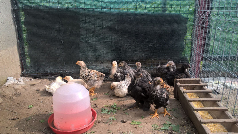 prima tura (7) - An 2018