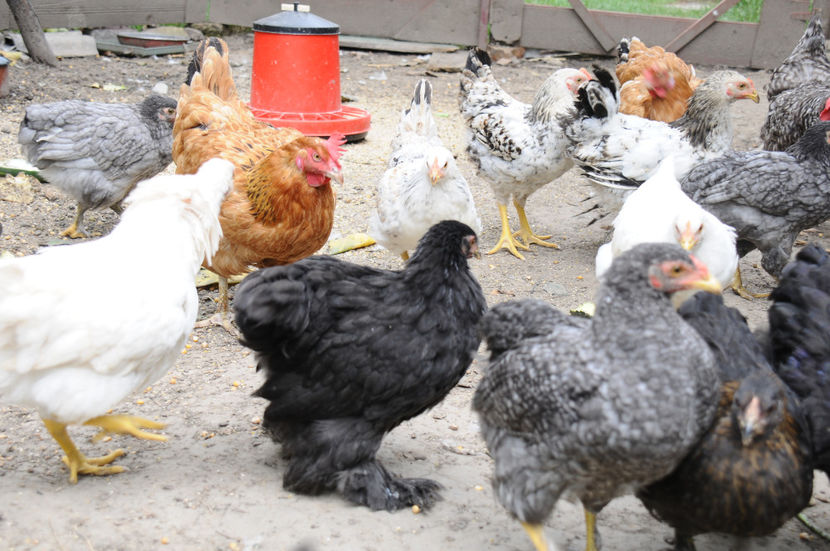 prima tura (11) - An 2018