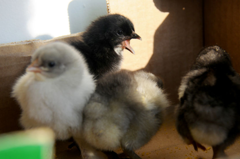 tura a 2_a (2) - An 2018