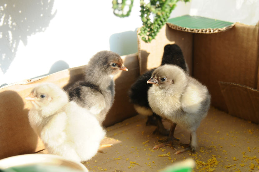 tura a 2_a (3) - An 2018