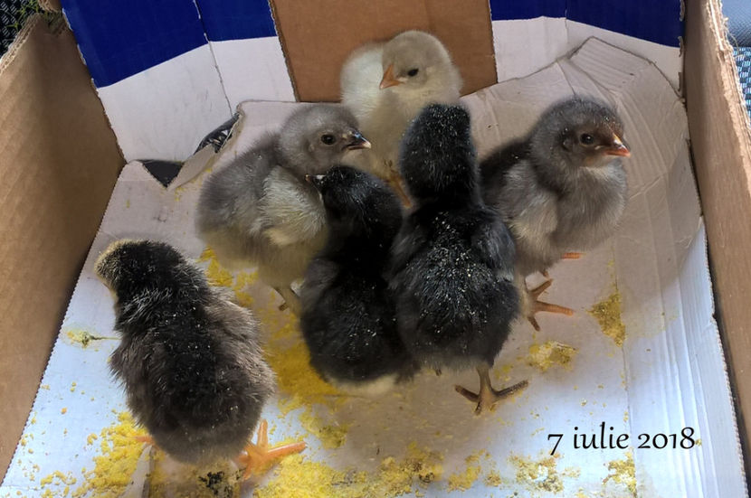 tura a 2_a (8) - An 2018