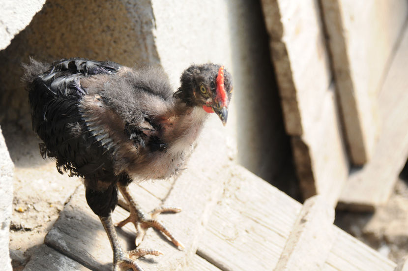 tura a 2_a (10) - An 2018