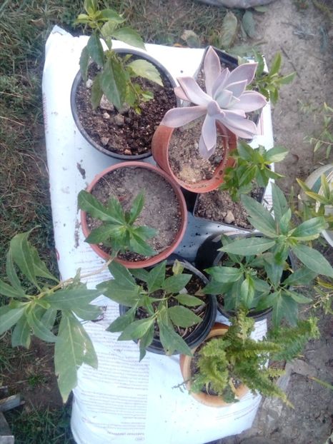  - w Produse livrate