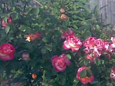 IMG-20181125-WA0014 - Tufe trandafiri 20 ani