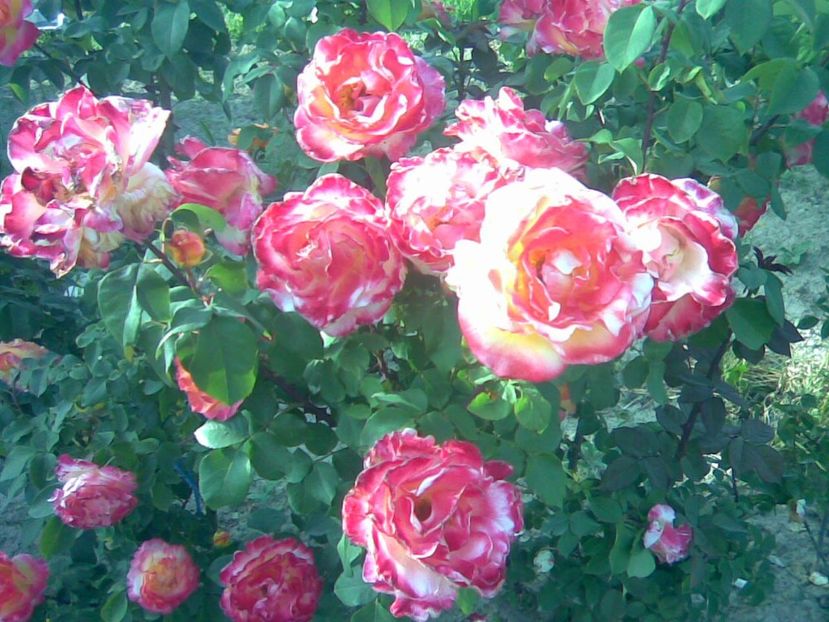 IMG-20181125-WA0013 - Tufe trandafiri 20 ani