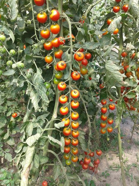 IMG-20190203-WA0043 - Rosii de gradina