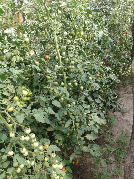 IMG-20190203-WA0038 - Rosii de gradina