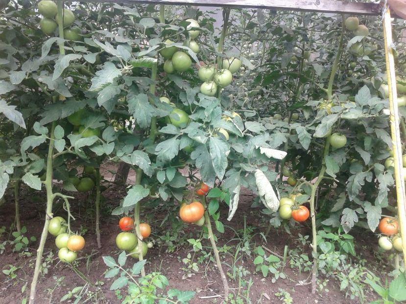 IMG-20190203-WA0021 - Rosii de gradina