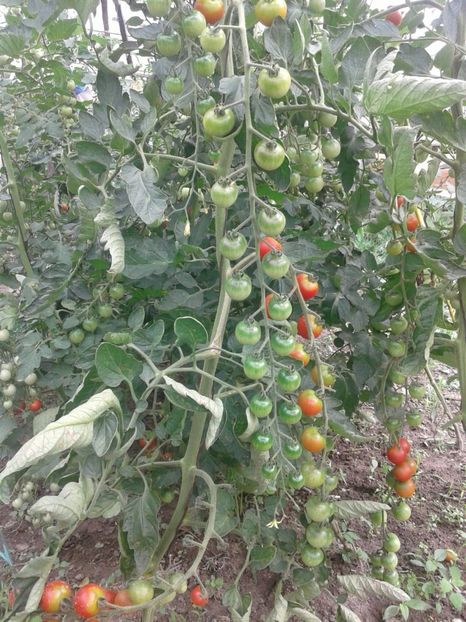 IMG-20190203-WA0019 - Rosii de gradina