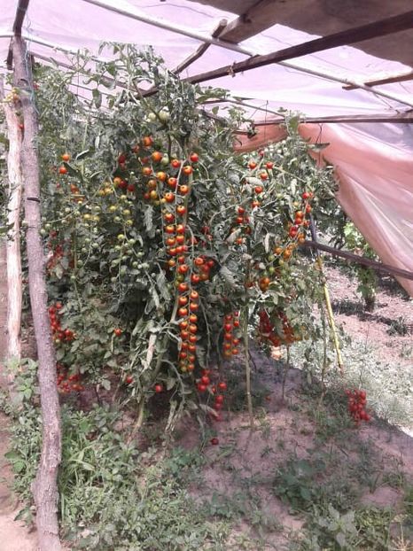 IMG-20190203-WA0015 - Rosii de gradina