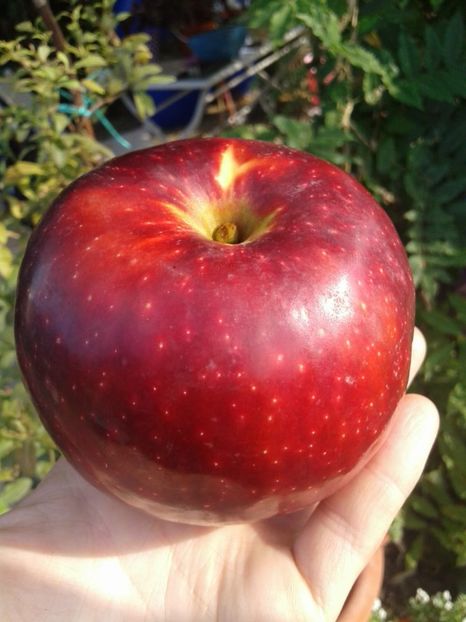 IMG-20181009-WA0009 - Livada mea de meri