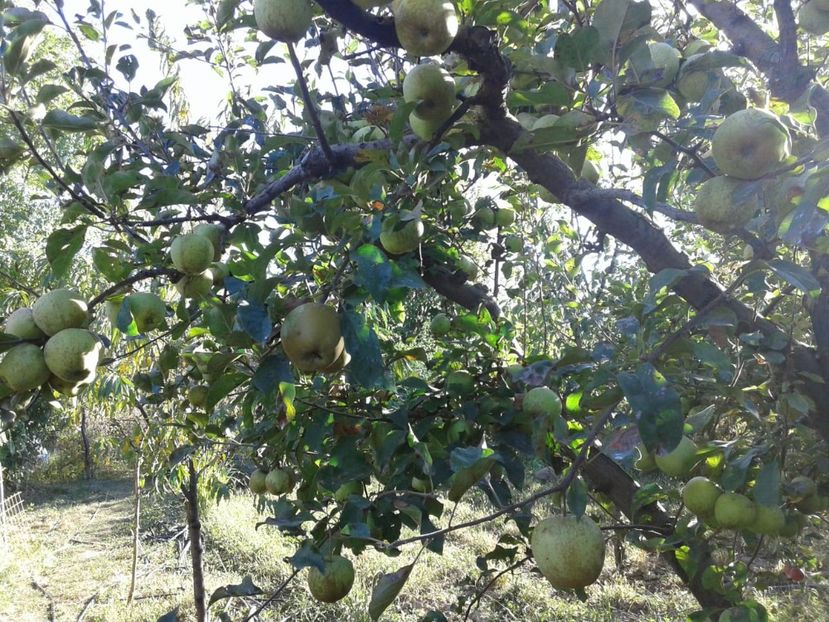 IMG-20181004-WA0006 - Livada mea de meri