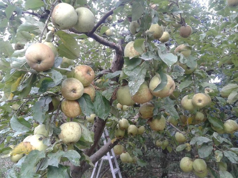 IMG-20180915-WA0024 - Livada mea de meri