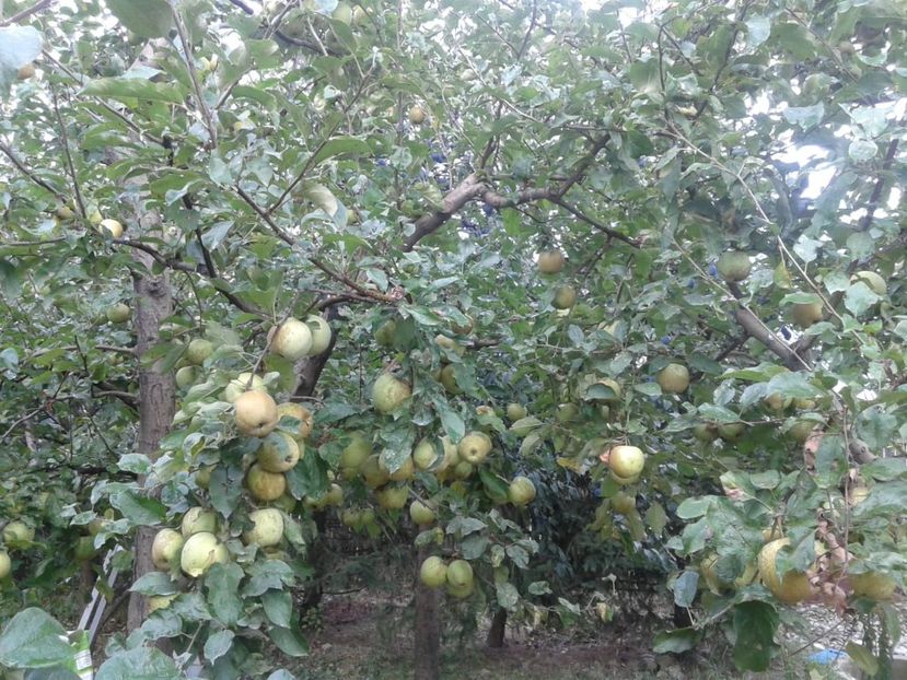 IMG-20180915-WA0020 - Livada mea de meri