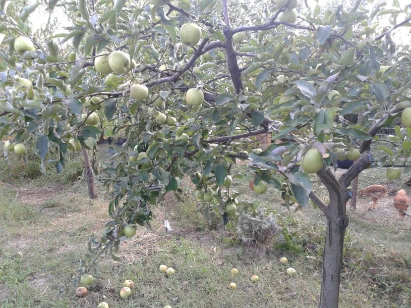 IMG-20180915-WA0014 - Livada mea de meri